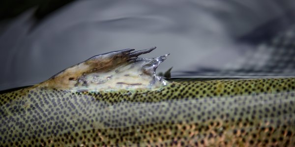 

Fotografi av finne med små lakselus