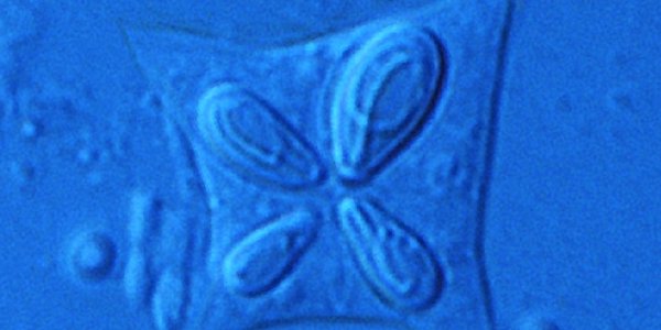 Gelémakrell-parasitten Kudoa thyrsites (10 µm)
