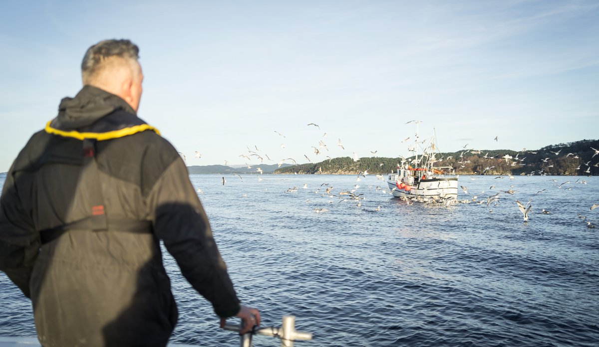 
En sjark med mye måker som flyr rundt den.