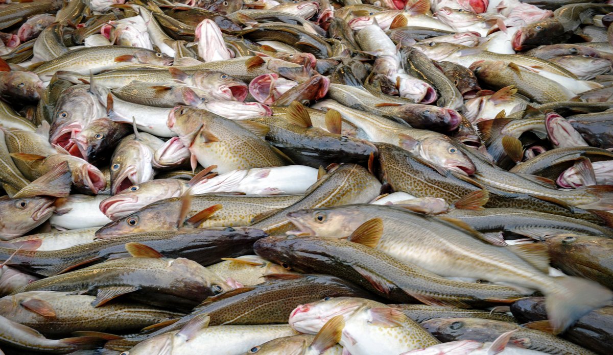 
Photo of northeast Arctic cod