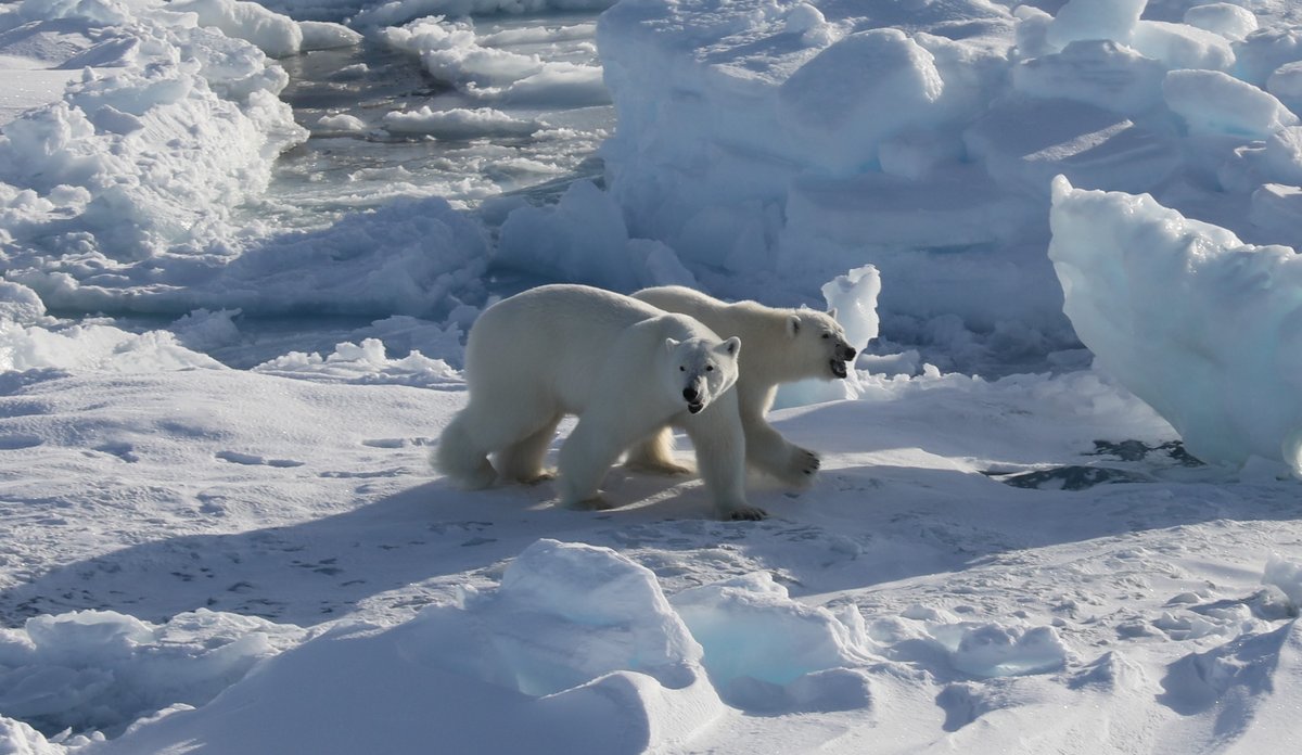 
to isbjørner på et flak