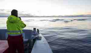 mann i båt som ser på jagende makrellstørje i solnedgang