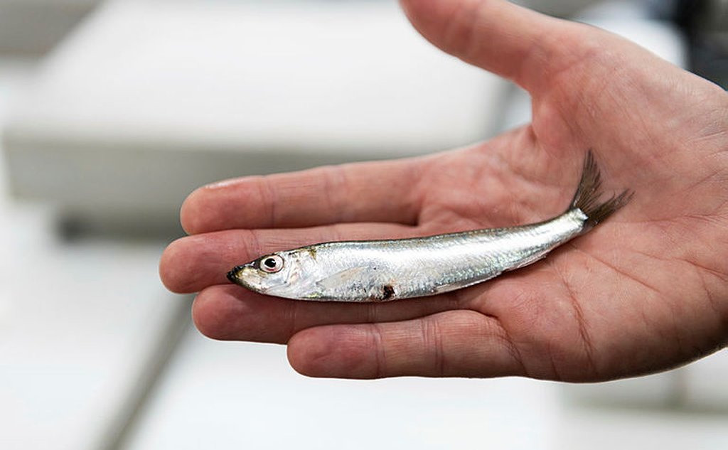 foto av en liten fisk i en hånd