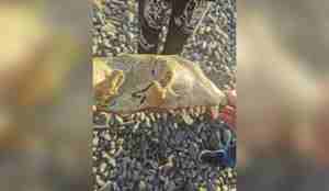 foto av kranie med tenner