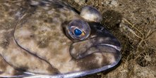 Hippoglossus hippoglossus 10-01-2017_2.jpg