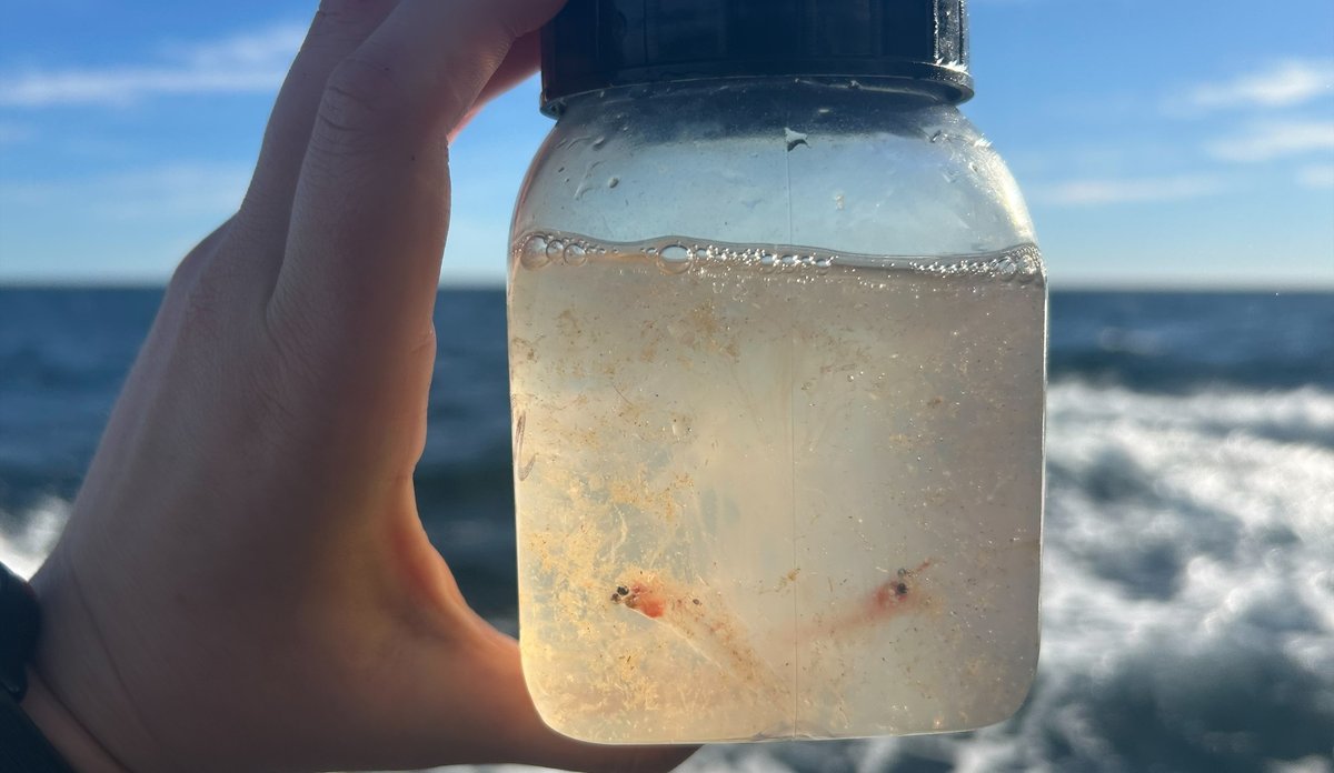 Hånd som holder oppe glass med plankton