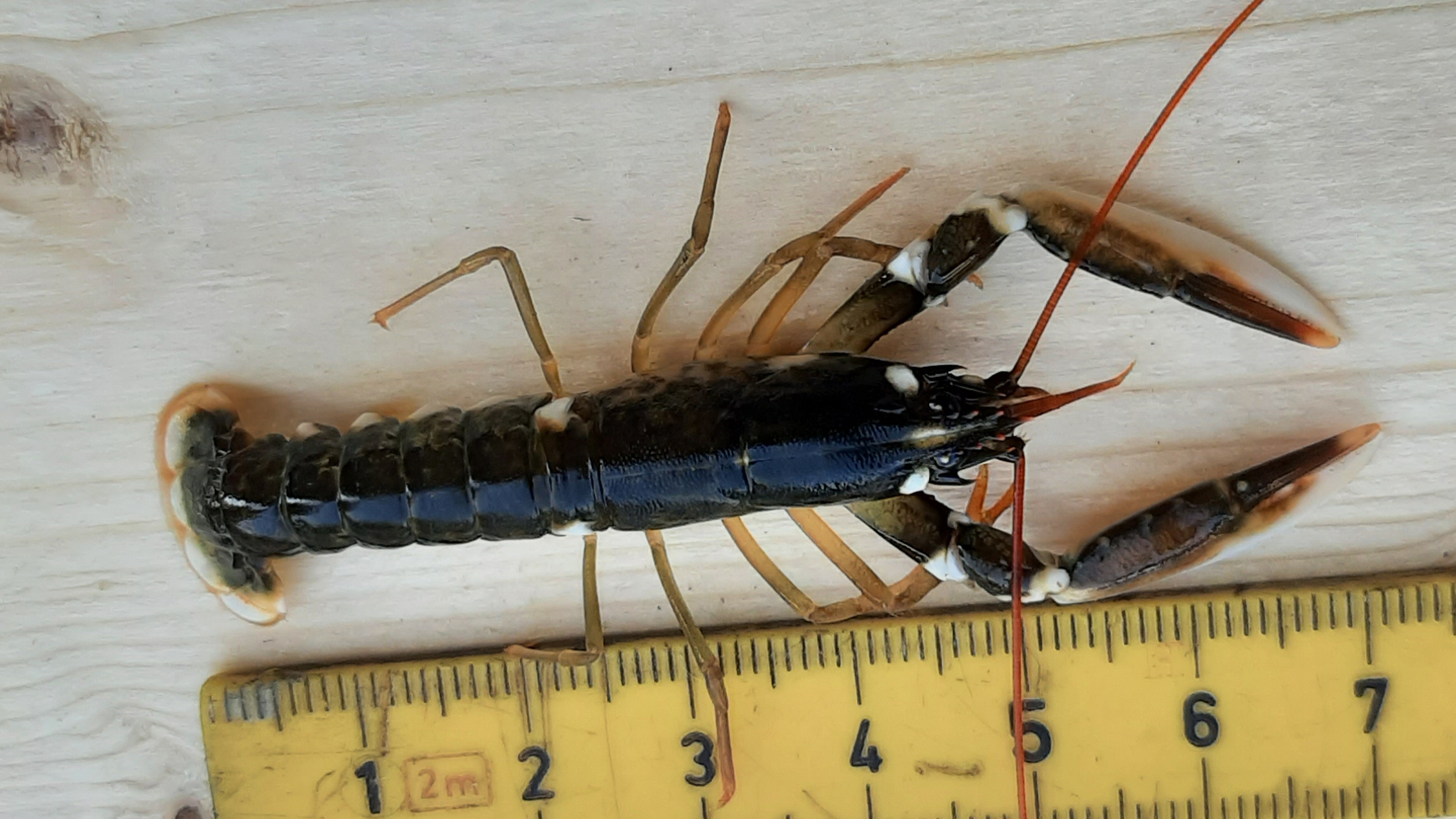 hummer og målestokk