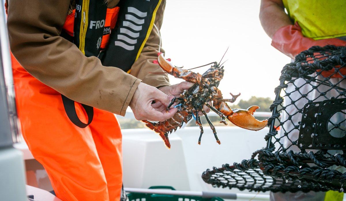 
Bilde av en hummer som er hentet ut av en forskningsteine.