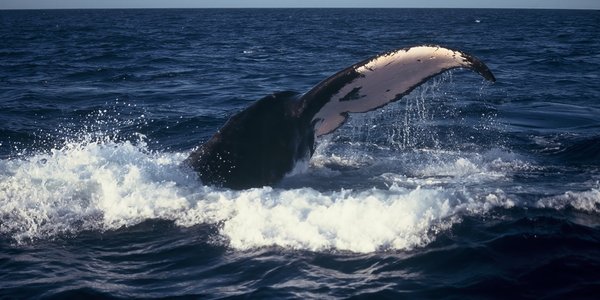 

A baleen whale before a dive