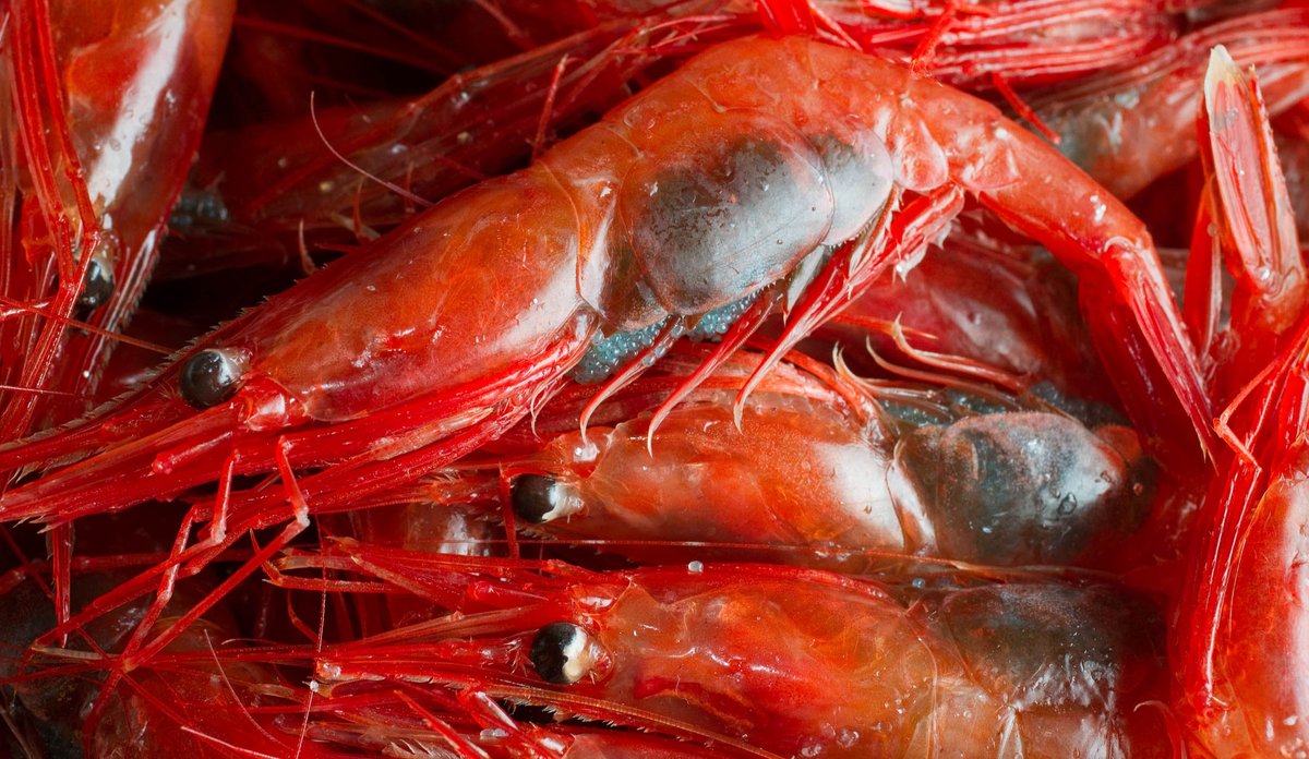 
Nærbilde av røde hunnreker med blålig felt der det er roggn. 