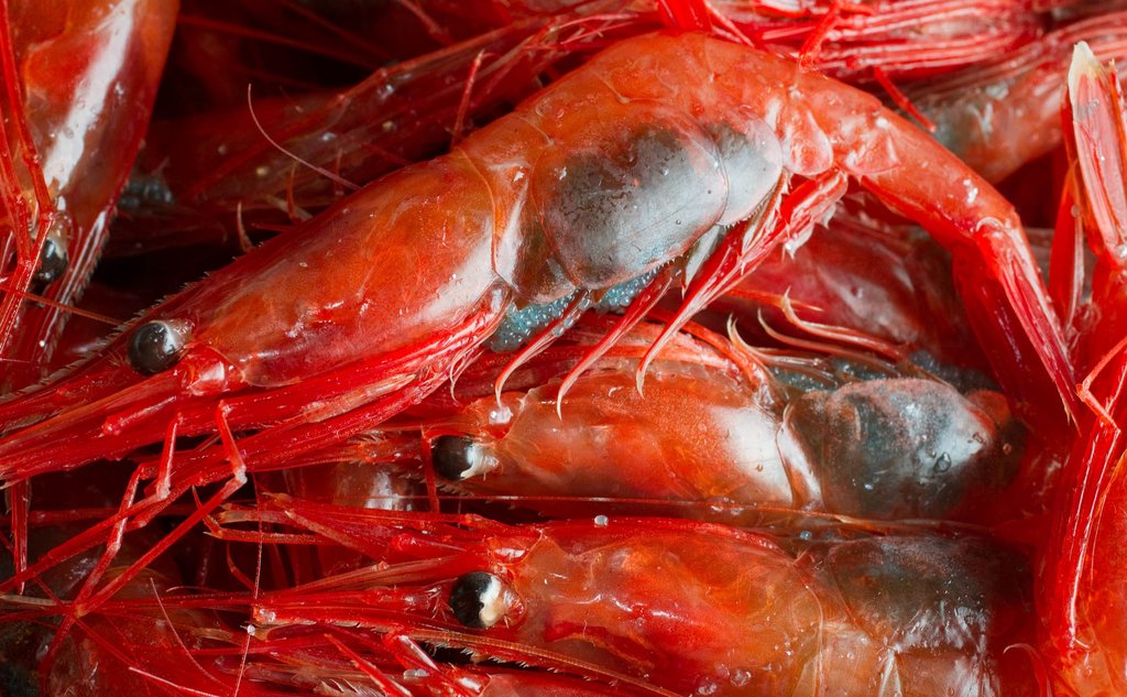 Nærbilde av røde hunnreker med blålig felt der det er roggn. 