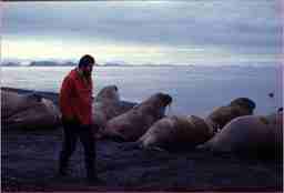 Mann i rød jakke spaserer forbi syv hvalrosser.