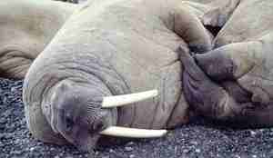 En hvalross ligger på siden på stranden, med to store, hvite hoggtenner.