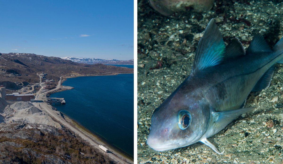 
Hyse i Repparfjorden