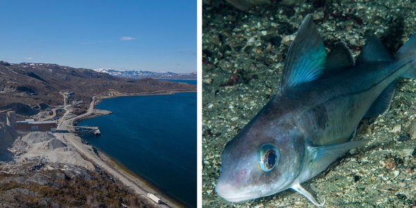 

Hyse i Repparfjorden