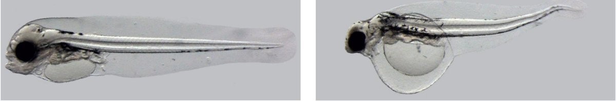 to bilder av hyselarver. den ene har deformasjoner