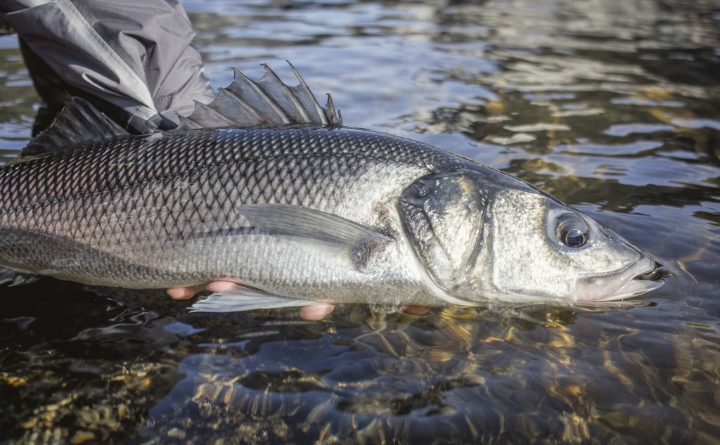 foto av en hånd som holder en fisk så vidt opp av vannet