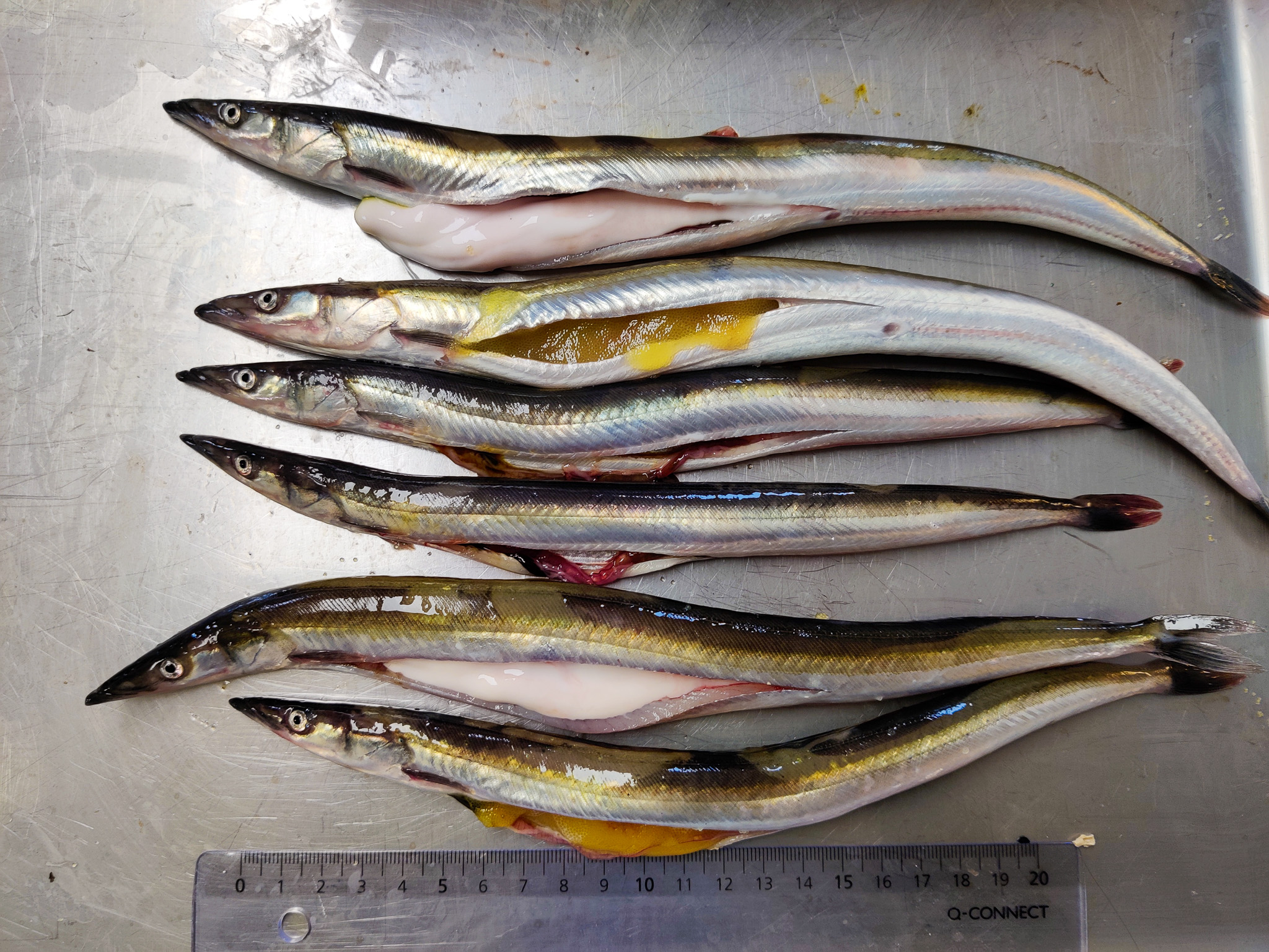 Seks uflekka storsiler ligger på rad på et sorteringsbord, og med en linjal som viser relativ størrelse. Buken på silene er åpnet, og viser at fiskene har enten melk, rogn eller er utgytte