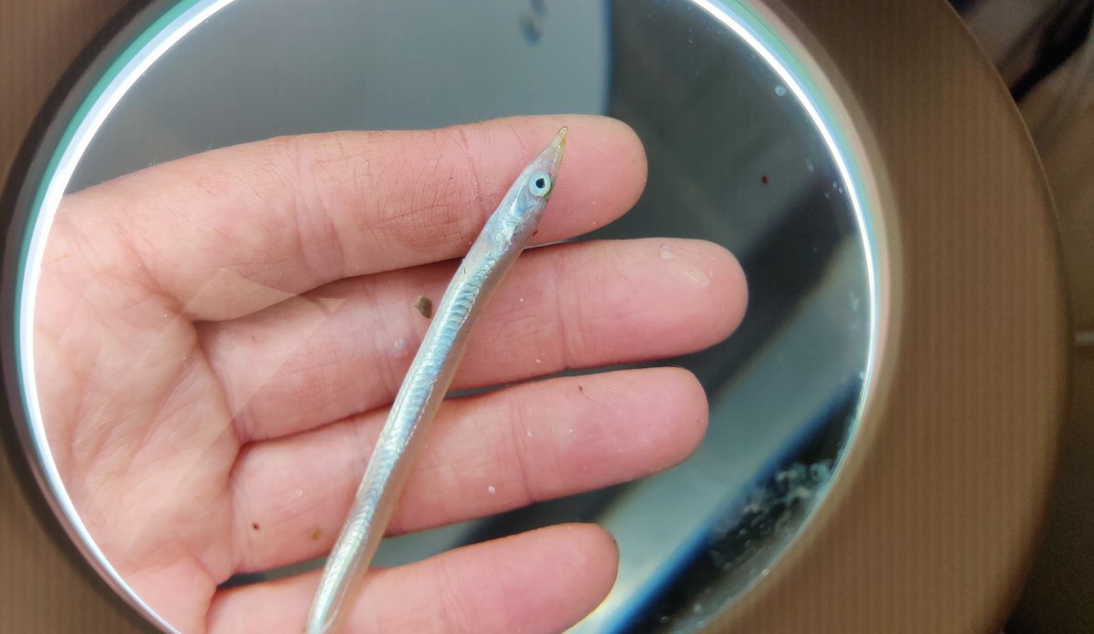Utsnitter viser en liten tobis som ligger i en hånd, og som blir studert med et lyssett forstørrelsesglass