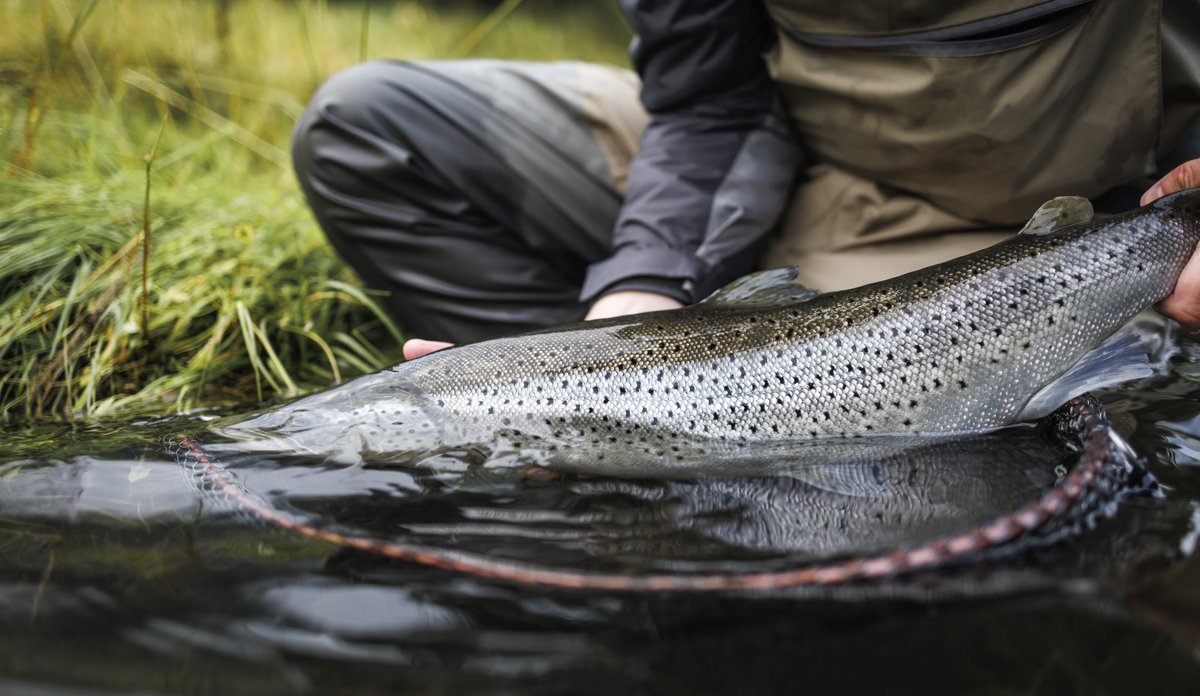 
foto av person som holder fisk, delvis under overflaten