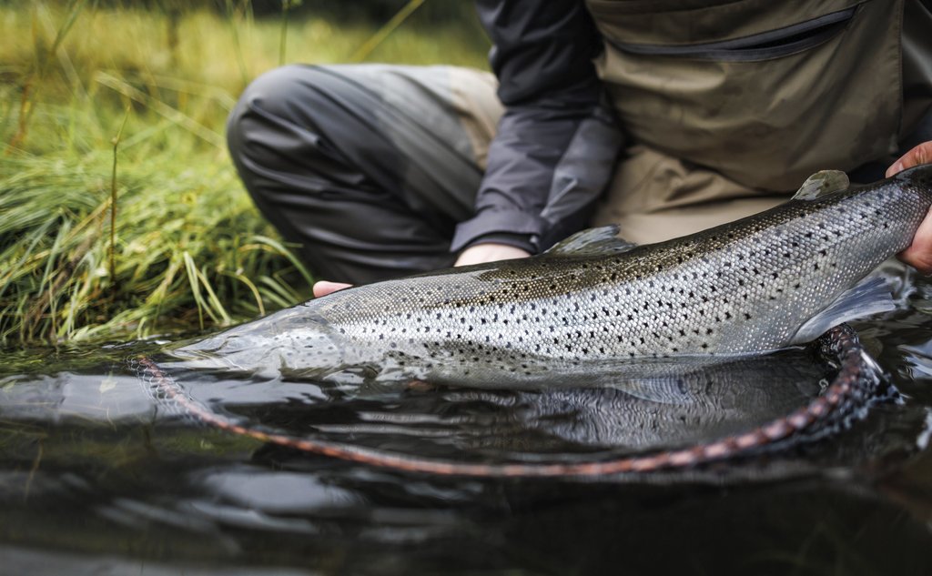 foto av person som holder fisk, delvis under overflaten