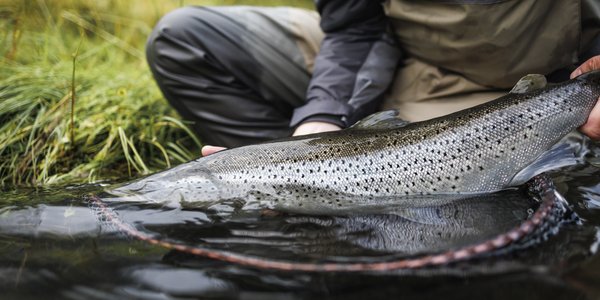 

foto av person som holder fisk, delvis under overflaten