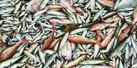 

Mange ulike fisker samlet i en haug.