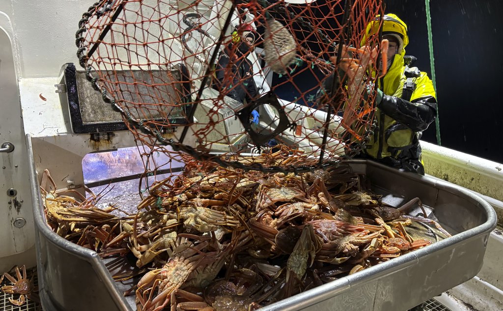 foto av fisker som tar opp snøkrabbe