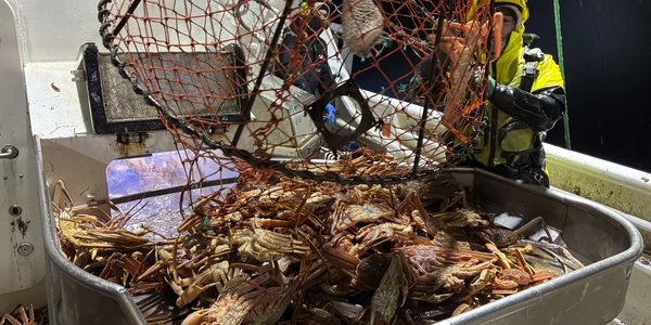 

foto av fisker som tar opp snøkrabbe