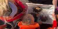 

Småbarn iført redningsvest og voksen kvinne fotografert ovenfra og ned over trau med krabber ombord i båt. 