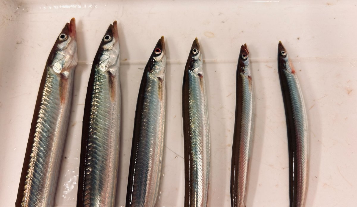 
foto av fisker ved siden av hverandre