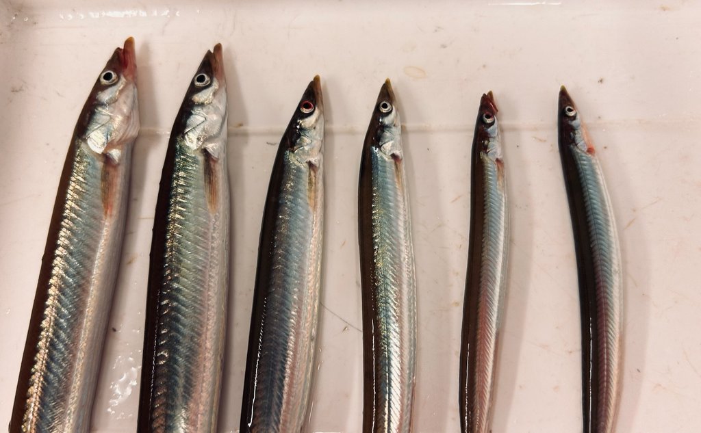 foto av fisker ved siden av hverandre