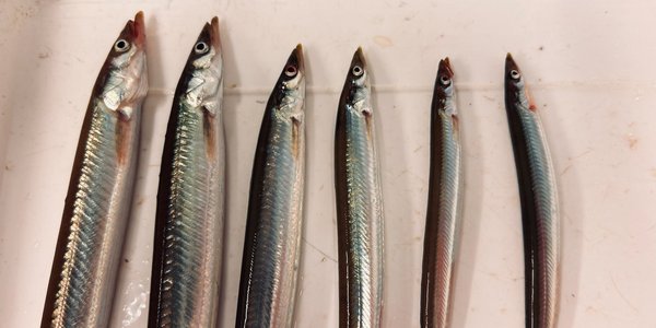 

foto av fisker ved siden av hverandre