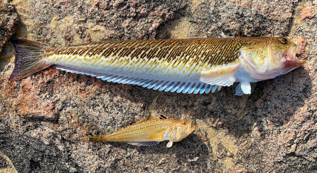 photo of common face and dwarf face at the bottom