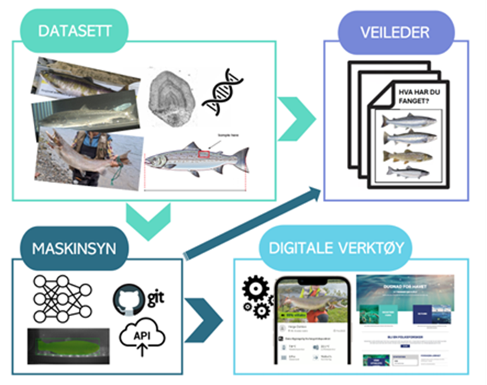 Demonstrerende illustrasjon med de fire elementene: Datasett, veileder, maskinsyn og digitale verktøy.
