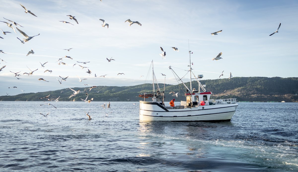 
Liten fiskebåt på fjorden, med mange måsar som flyg rundt båten.