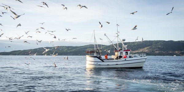 

Liten fiskebåt på fjorden, med mange måsar som flyg rundt båten.