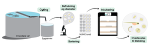 Illustrasjon som viser hvordan forsøksprosessen har vært. Først gyter torsken i et innendørs kar, så blir eggene samlet i en eggsamler. Forsker sjekker så om eggene er befruktet, før de befrukta eggene blir plasserte i plastbrett og satt til inkubering på 6 grader. Til slutt sjekker forsker hvor mange som har overlevd og klekket. 