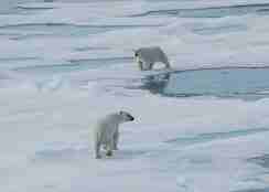 
Isbjørnmor med unge på Svalbard