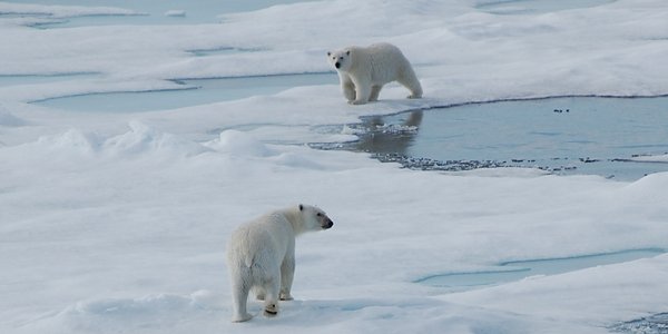 R:\info\ARBEIDSOMRÅDE\Nye temasider - Klar til publisering\Hav, kyst og fjord ferdig\Isbjørnmor med unge på Svalbard. Foto Julio Alberto Erices HI.jpg