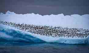 Stort isfjell med hundrevis av pingviner