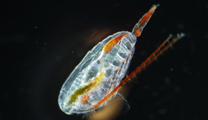 En liten dyreplankton sett gjennom mikroskop.