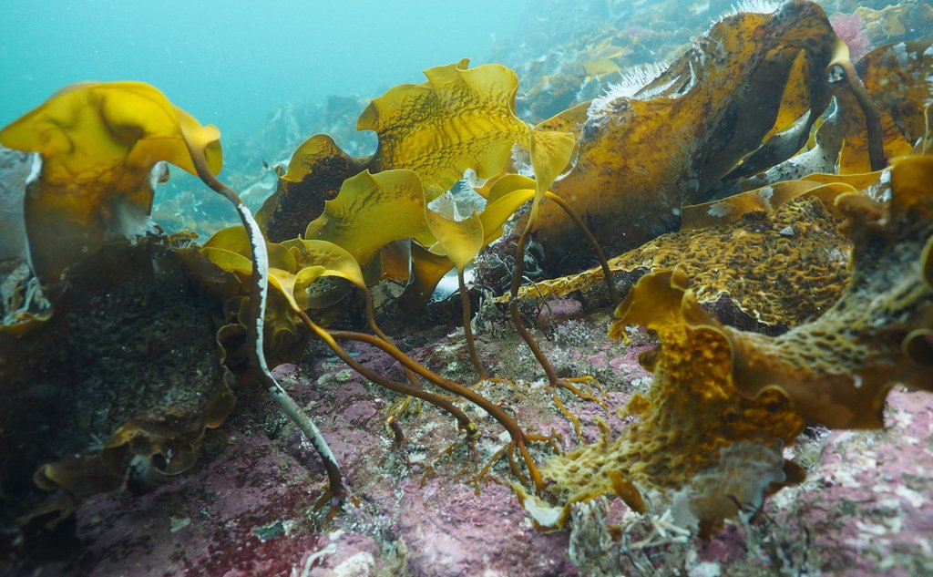 Sukkertare under vatn