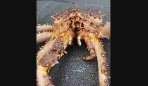 Stor krabbe med lange klør, rødbrun farge og spisse tagger som stikker ut.