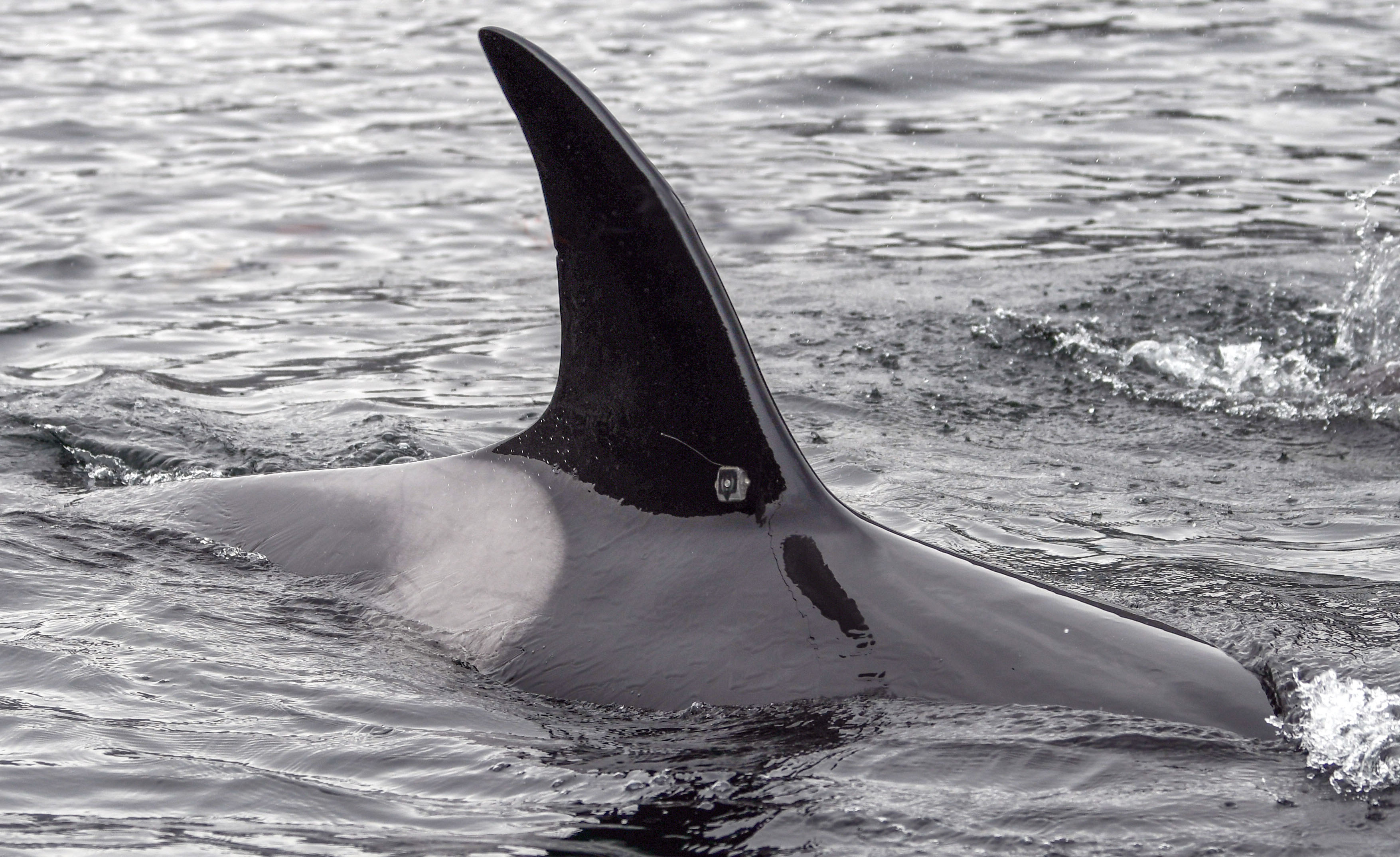 Killer whale (Orcinus orca) tagged with a satellite tag 