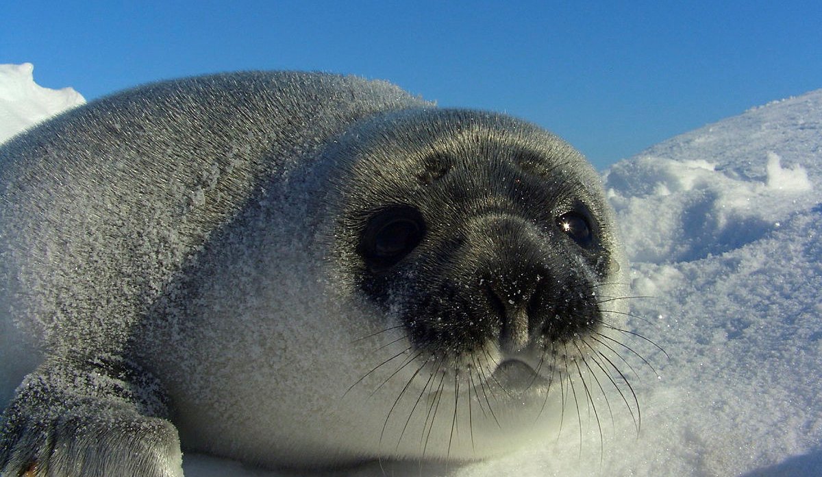 Nærbilde av en klappmyssunge med svartlig ansikt oggråhvit pels