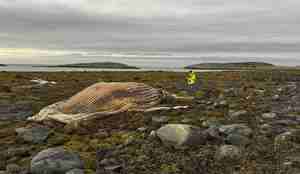 foto av stort hvalkadaver i tangen. Person ved siden av blir liten i forhold.