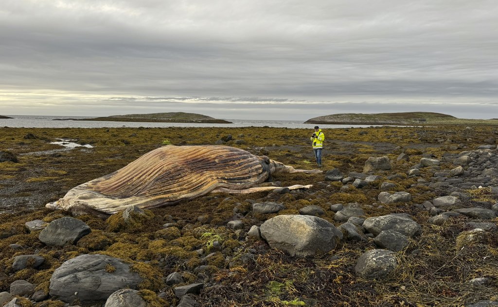 foto av stort hvalkadaver i tangen. Person ved siden av blir liten i forhold.