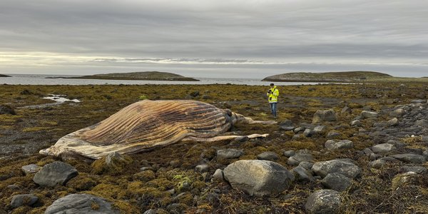 

foto av stort hvalkadaver i tangen. Person ved siden av blir liten i forhold.