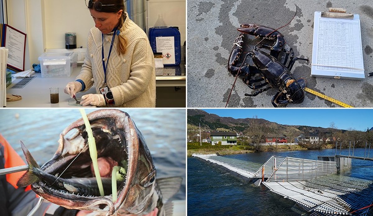 
En kollasj med fire bilder: En kvinne i lab som tar avføringsprøver i en petriskål, en hummer på en kai med tommestokk og notatblokk, en stor fiskefelle av metall i en elv og en stor fiskekjeft med en annen fisk og krok i gapet.